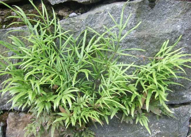 知识丨药师带你认草药井栏边草