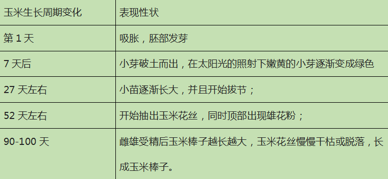 玉米生长记录表图片图片