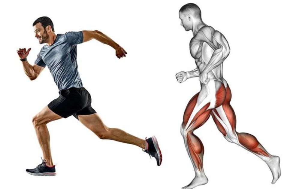 对核心肌群有益跑步不只对腿部肌肉有帮助,如果姿势与发力点正确,跑步