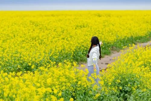 灌雲伊蘆山梅園沂河淌萬畝油菜花一日遊