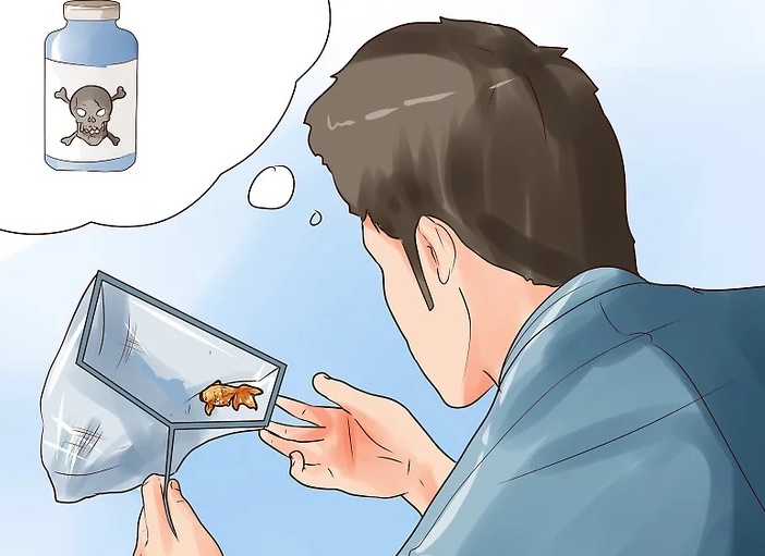 原创如何人道地杀鱼