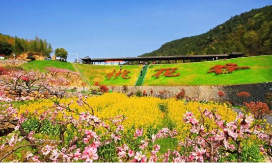 舍南舍北皆种桃,东风一吹数尺高,枝柯蔫绵花烂漫,美锦千两敷亭皋,因