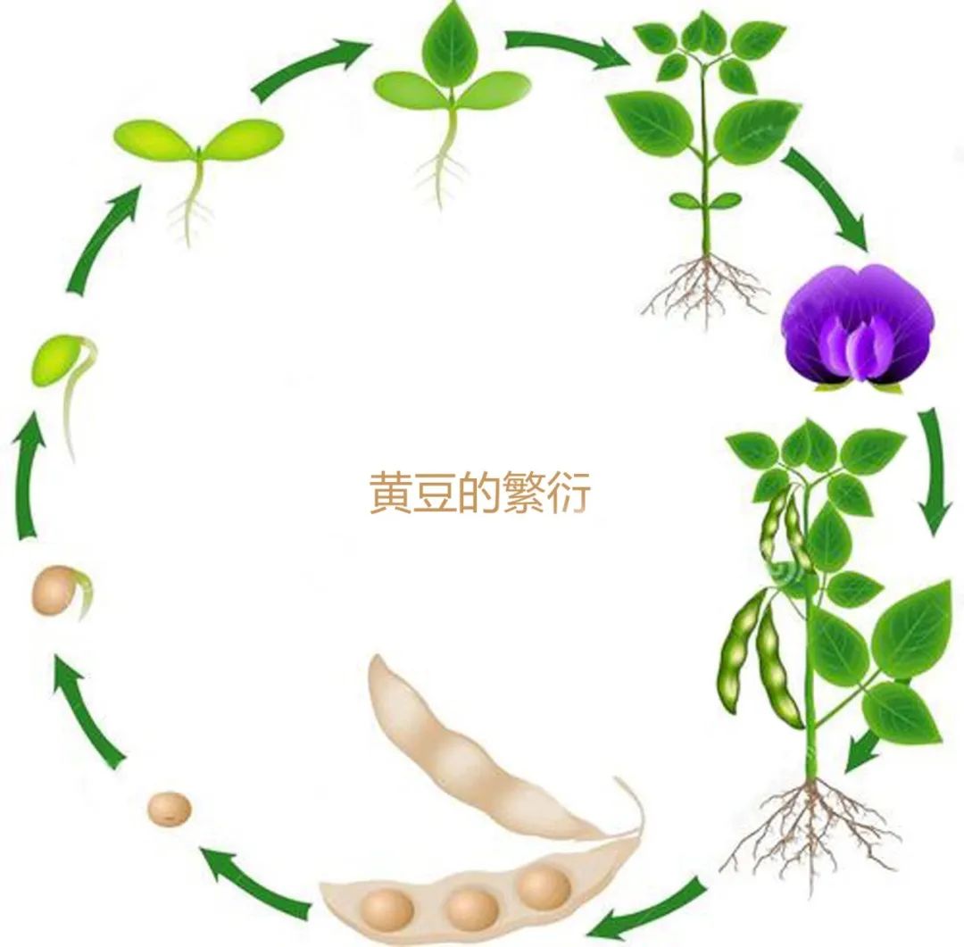 幼儿园植物生长过程PPT图片