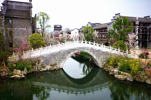 草塘千年古邑区早樱盛开