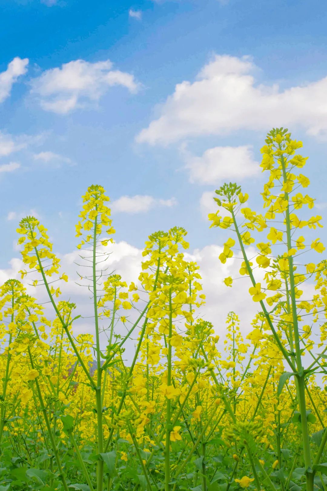 小梁乡千亩油菜花上线最美的季节来了