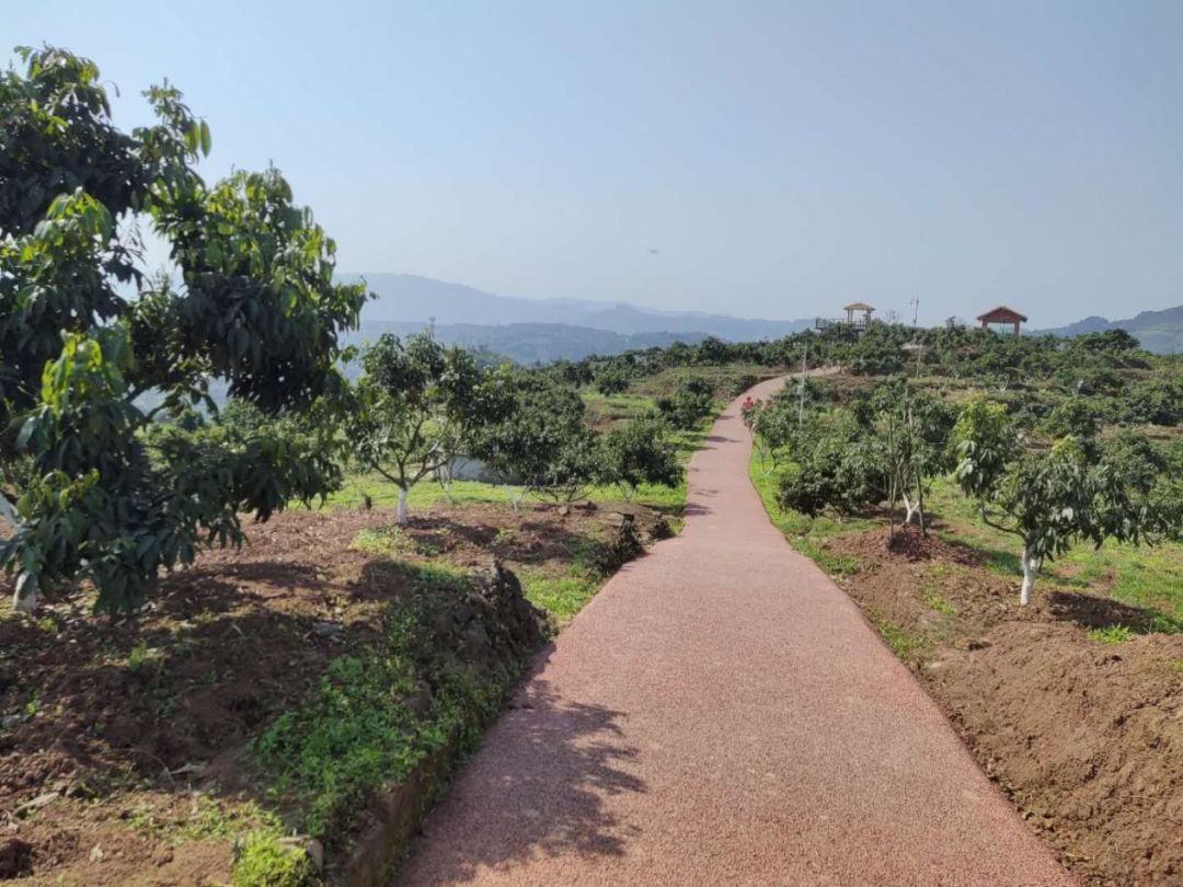 荔江镇举行甘雨村荔枝标准示范园合作签约仪式_合江县