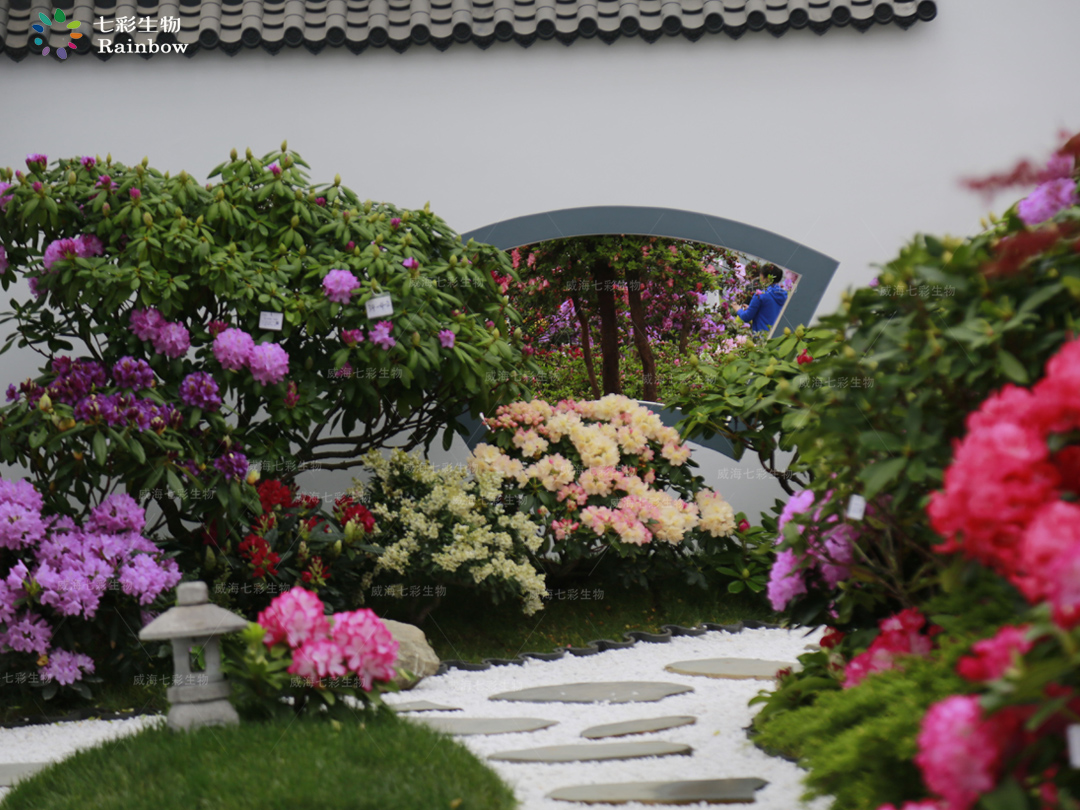 日本耐热品种高山杜鹃再不用为度夏苦恼了