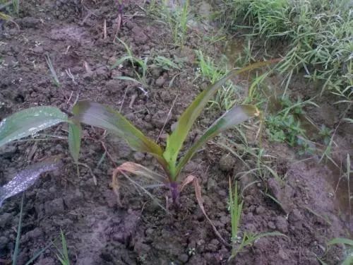 玉米出苗后叶片和茎杆发红找准原因很重要