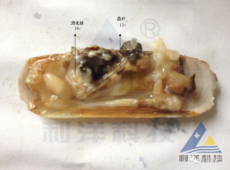 缢蛏的内部结构图片