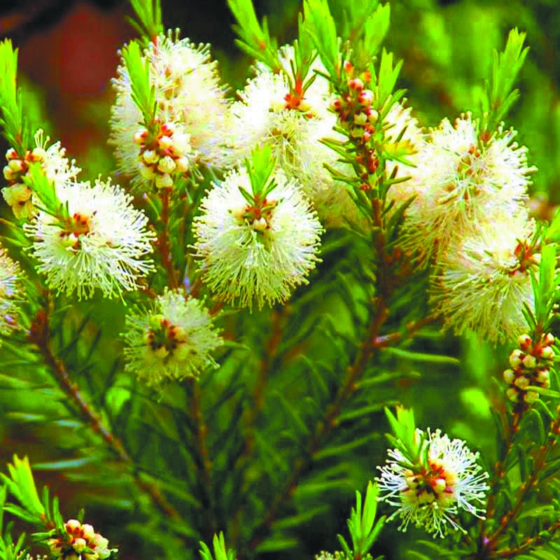 澳洲茶树叶能防伤口感染