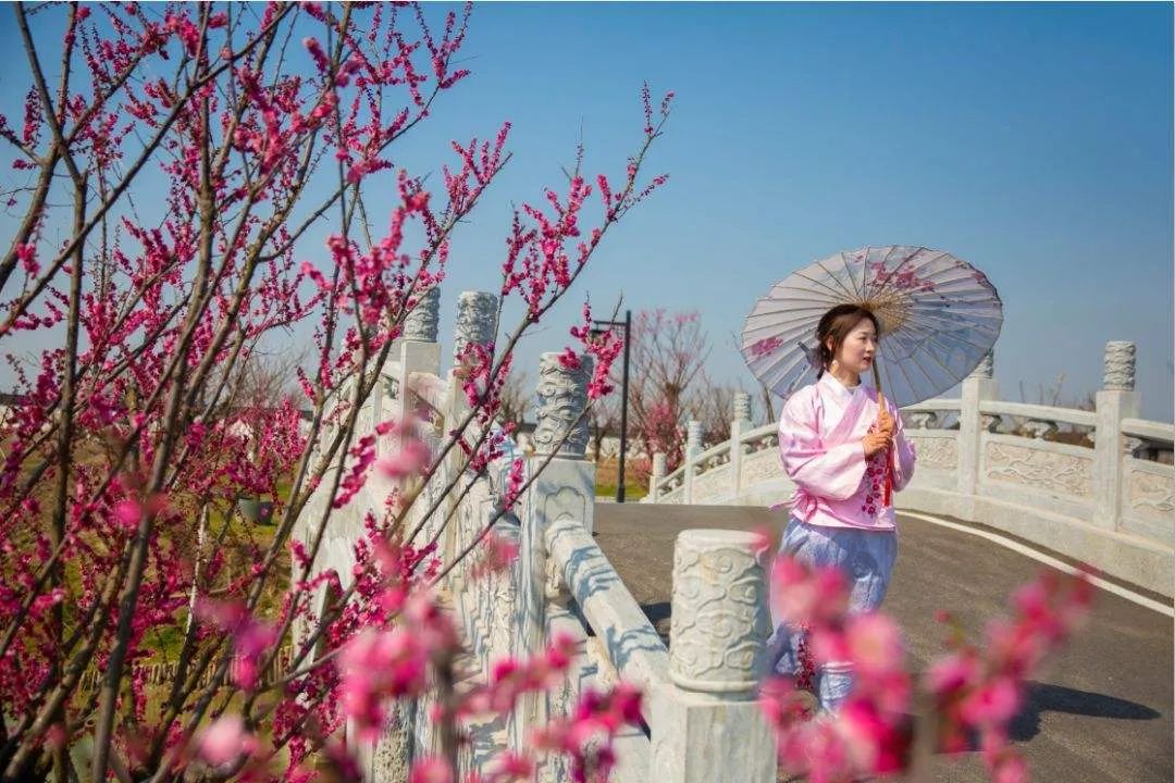 灌云伊芦山梅园沂河淌万亩油菜花一日游