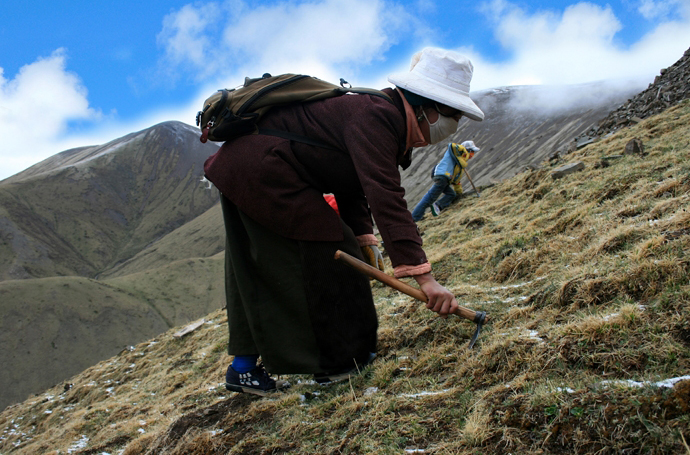 2020年那曲新鲜虫草5月20号左右采挖那曲新鲜冬虫夏草产地批发预售价