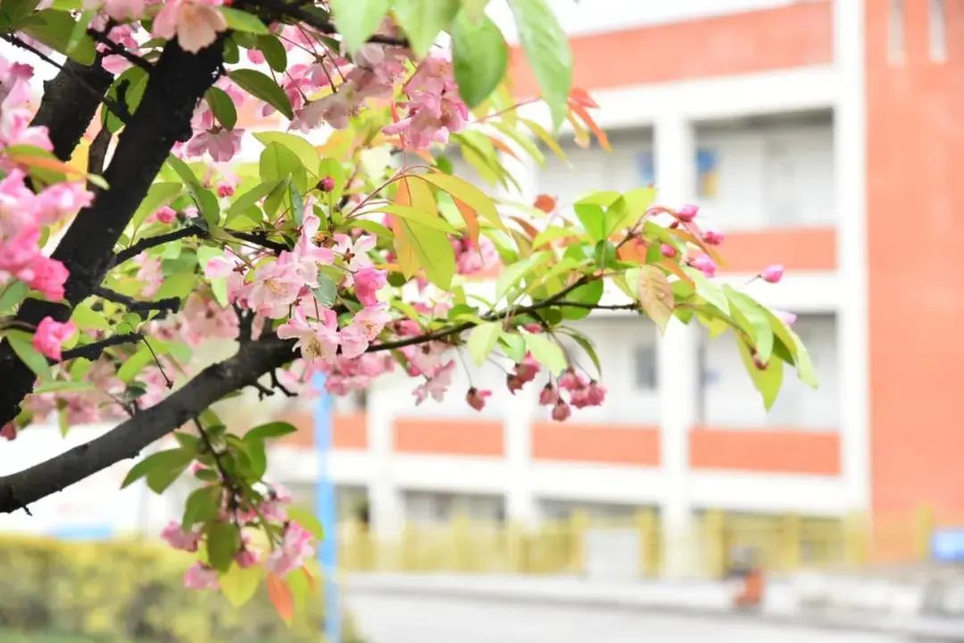 绵阳学子今天我们把绵阳校园的春天寄给你