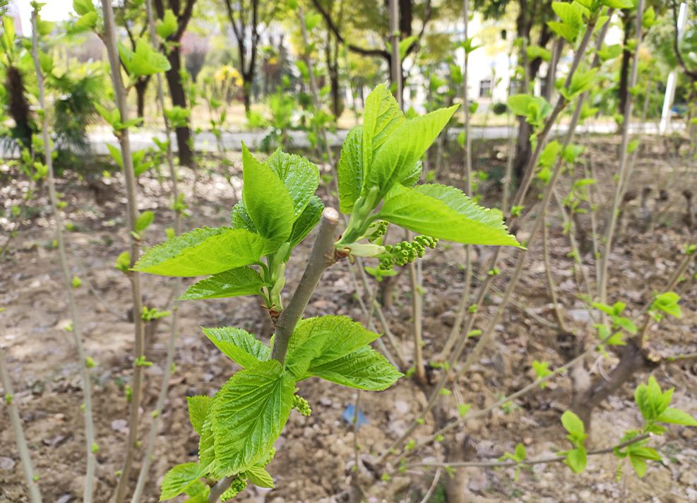 桑树芽图片图片