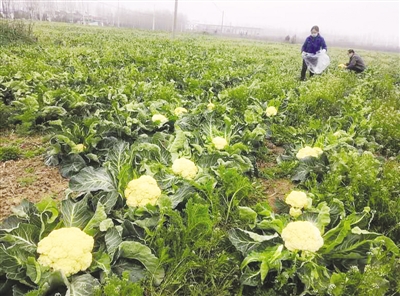 西蓝花,有机花菜种植基地菜农胡鹏云种植的10公顷有机花菜大面积成熟