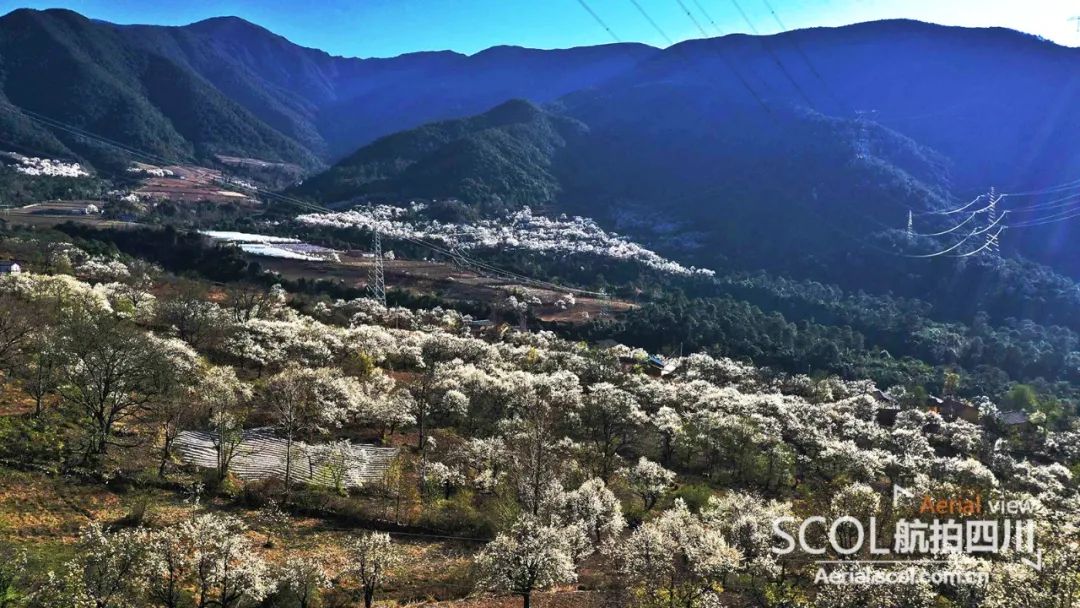 云赏花梨花落羽安哈彝寨春风飘落那般诗意