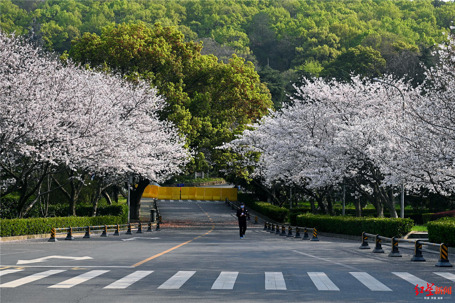 没有熙熙攘攘的游客,武汉大学今年的樱花开得有几分清寂为满足师生