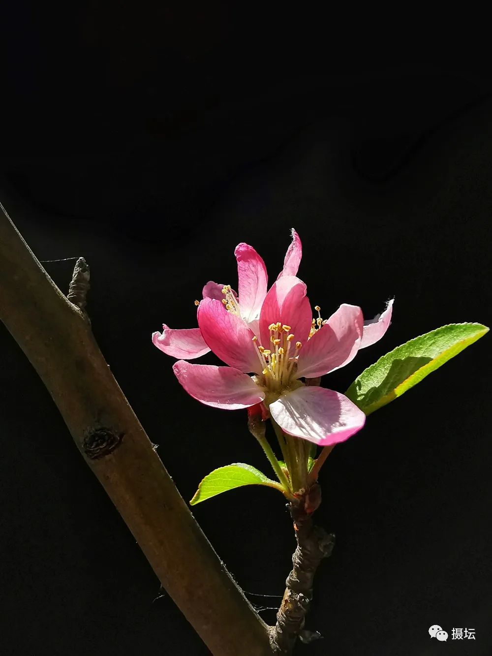 iphone 7 plus拍摄地:桂平作品名称:《含苞欲放》摄影:李小瑛(2群)