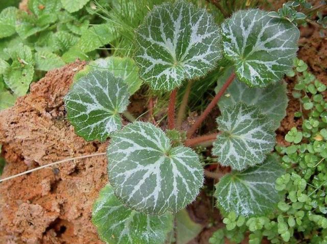 此种虎耳草叶片比碗大生长在农田里并不多见珍贵