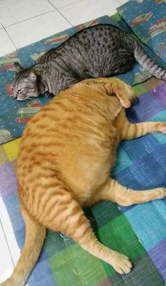 橘猫到底能有多胖?网友:别拿猪骗我!
