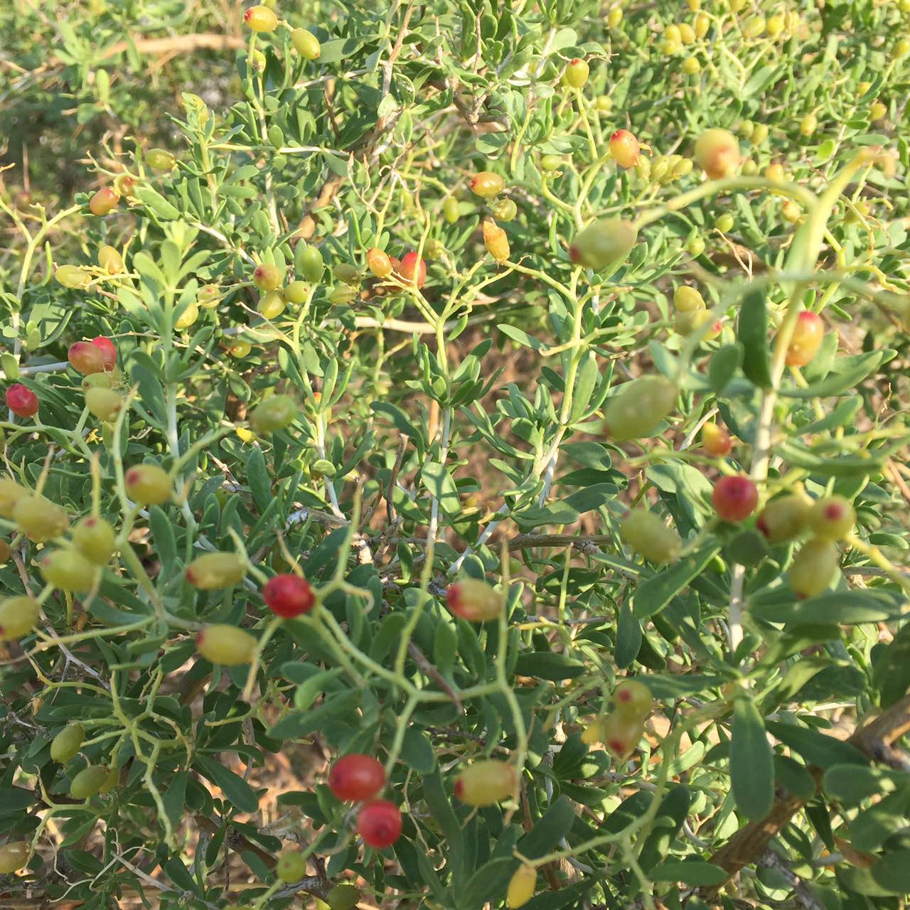 乾旱風沙地可以種植白刺果嗎,荒山廢棄地可以種植白刺果嗎!