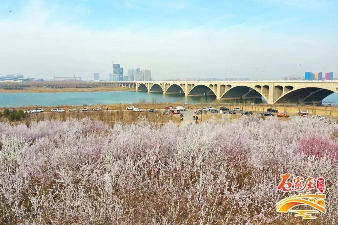 实拍滹沱河畔山桃花开了