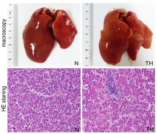 转录组分析揭示铬中毒肝脏代谢紊乱的分子机制