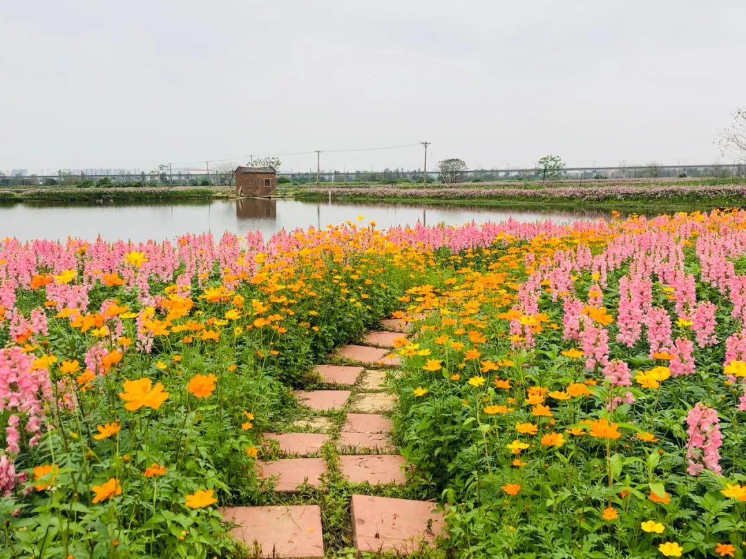 贤鲁岛70亩花海点亮水乡之春那些花儿盛放在春风里