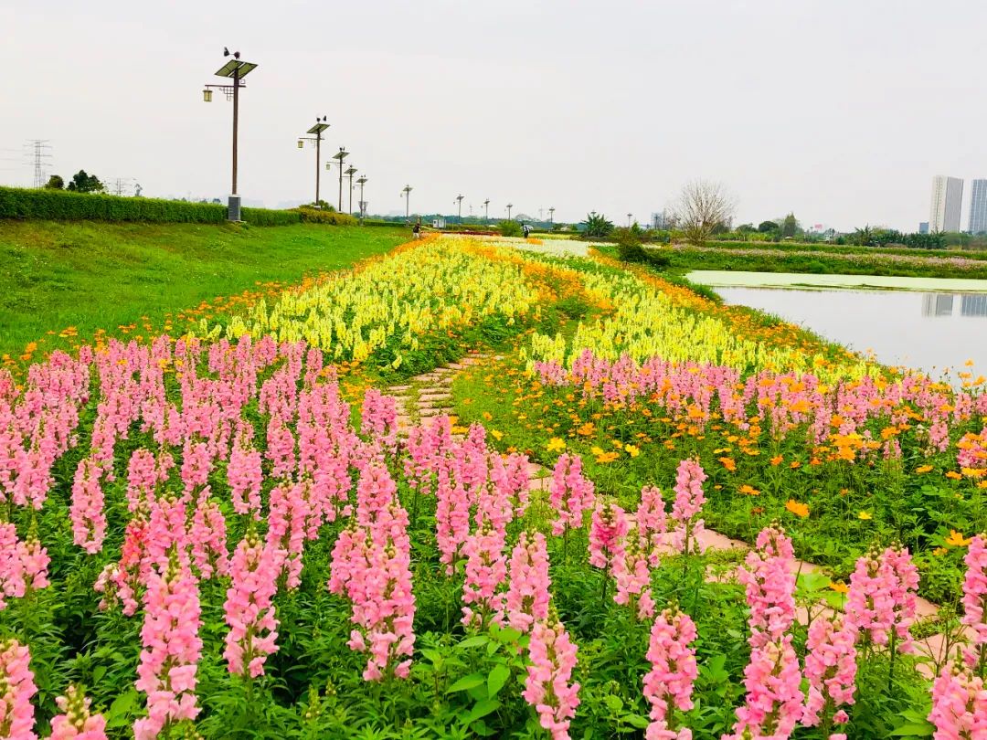 贤鲁岛70亩花海点亮水乡之春那些花儿盛放在春风里