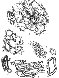 柿胚乳细胞结构图图片