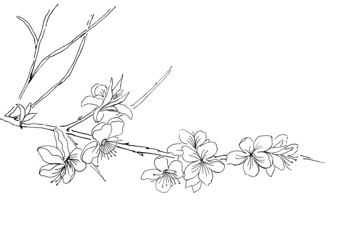 2,细化出桃枝和花朵,桃花花瓣要画出花朵的边和蕊