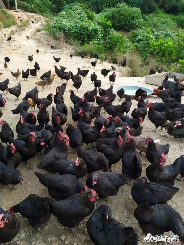 这只来自0疫情地区的山林散养走地鸡,你居然没尝过?