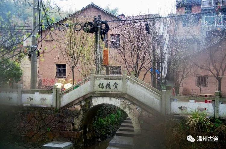 宛如白玉,温润可人,姓潘村的杏花俏立在枝头