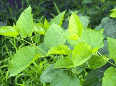 双叶,双白,黑椹,山桑树,乌椹,童桑叶,扶桑,桑藨,油桑,桑木汁,伏蛇皮