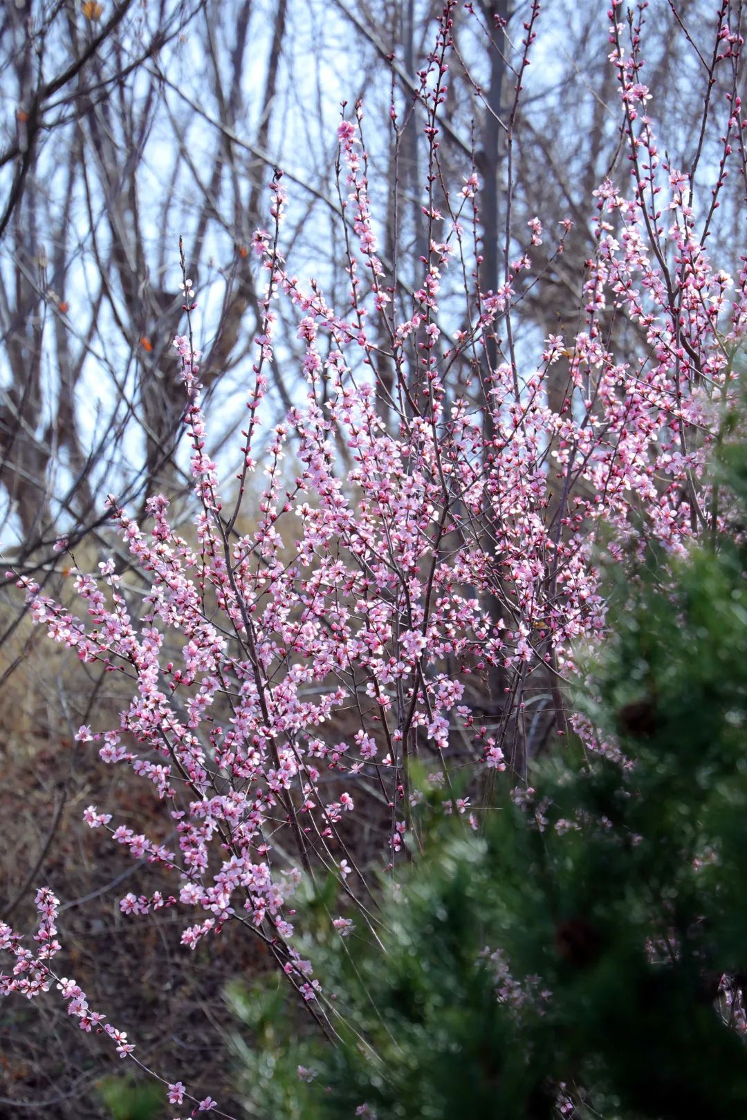 大美牛栏山桃柳着装日日新没有一个春天不会到来