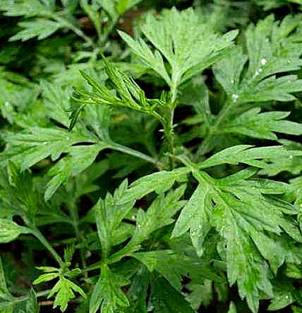 口感鲜嫩无比,伴有特殊的清香,可以简单一炒就吃,或者制作成蒿菜粑粑