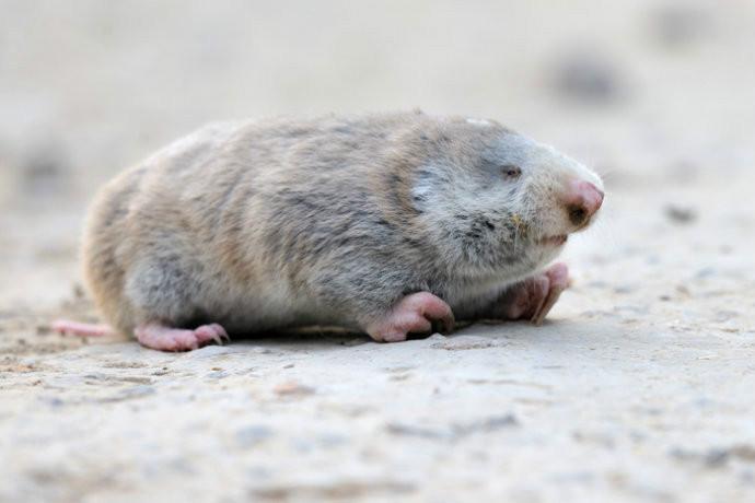 朋友们觉得,养殖中华鼢鼠还有出路吗?