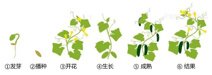 青菜生长过程画(4图)图片