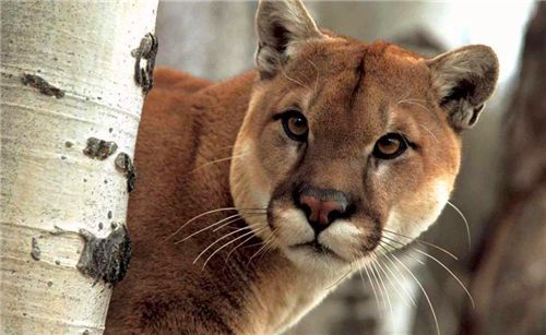 原创中国称俄罗斯战斗民族俄罗斯又怎么称呼中国听着太霸气了