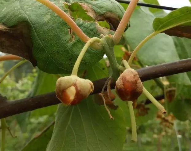 防治花腐病,从现蕾开始