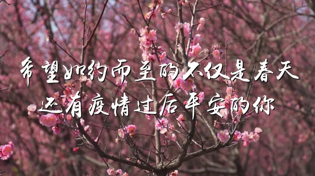 合工大抗疫主题微视频首发春暖花开静候你来