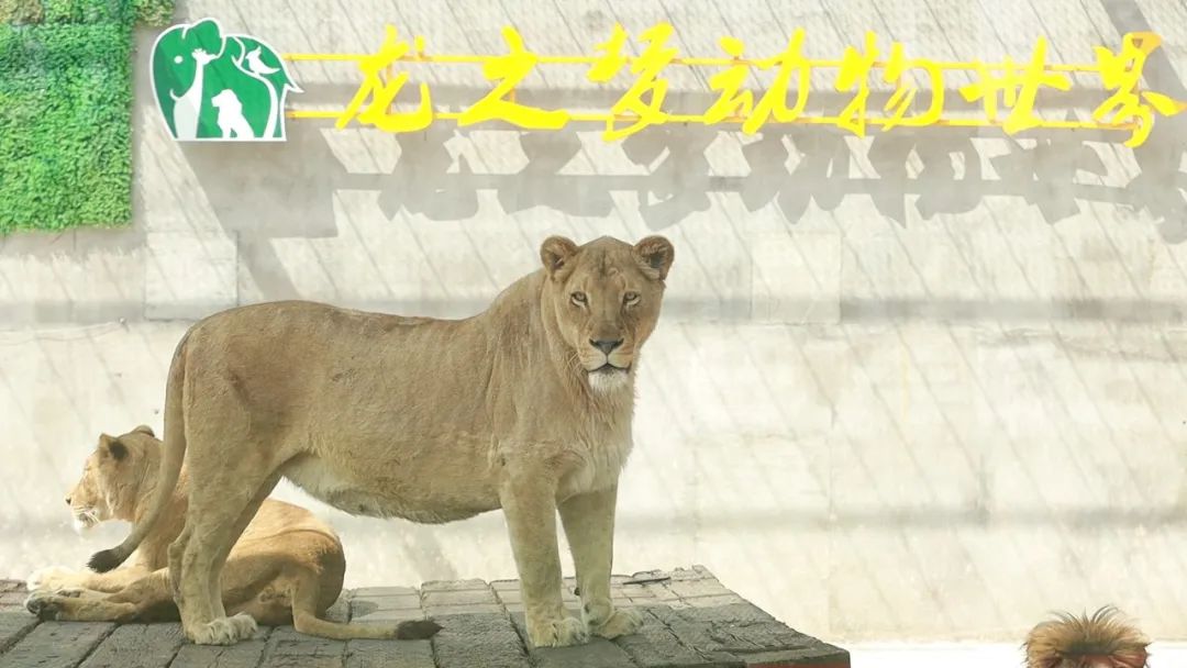 抱歉,我可是棕熊,偷袈裟的是隔壁黑熊ps:黑熊和棕熊除了毛色区分外