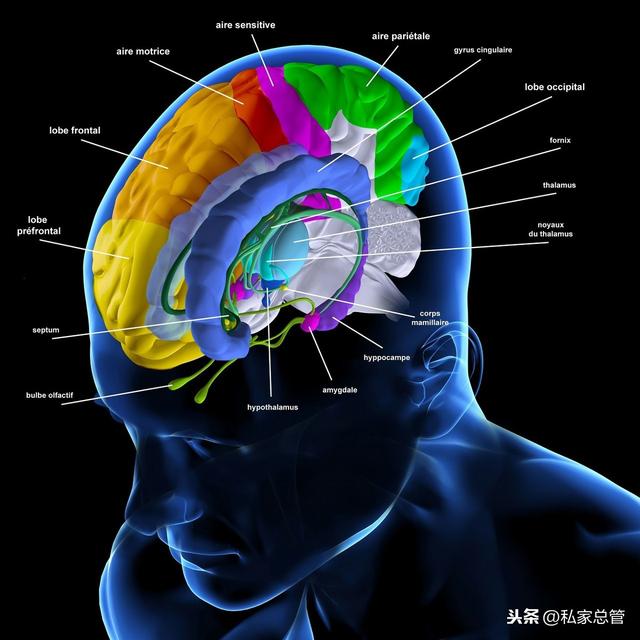 大脑长在头的位置图图片