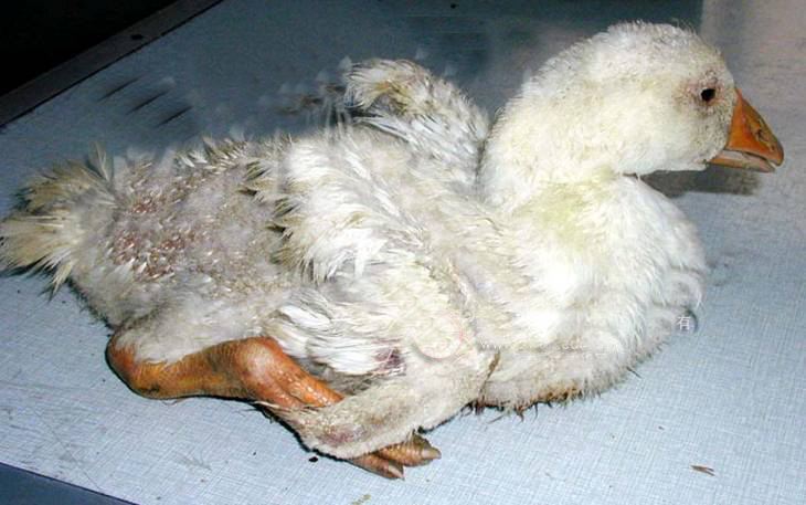 育雏鹅期间最怕这种病,养鹅人应小心小心再小心