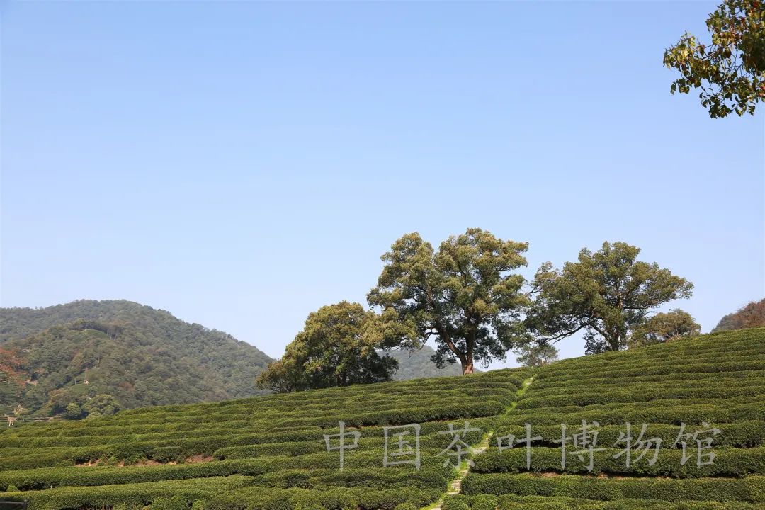 跟著中茶博學習中國茶春分尋訪梅家塢村西湖龍井茶芽寶寶集體下山