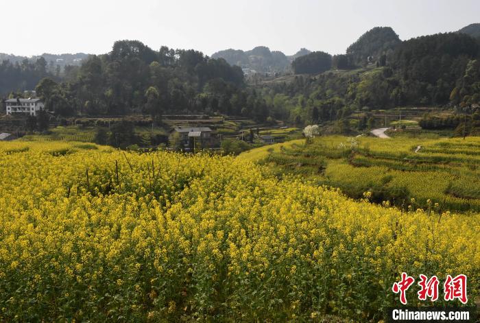 重庆千亩油菜花竞相绽放