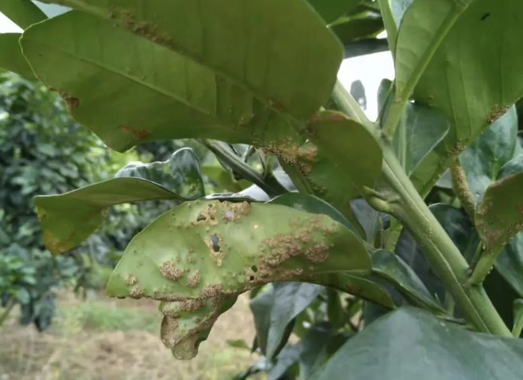 新一轮降雨又要来了,当心柑橘疮痂病找上门!_发病