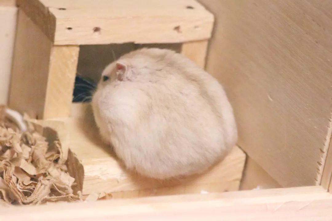 这只蠢萌的仓鼠火了又圆又胖可爱到爆炸