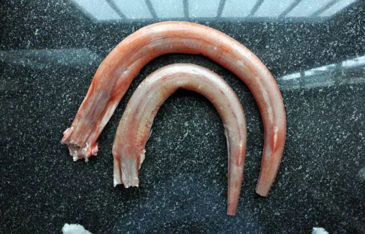 钓鱼人及当地渔民多称之为鸭嘴鱼,也有人叫它马鞭鱼