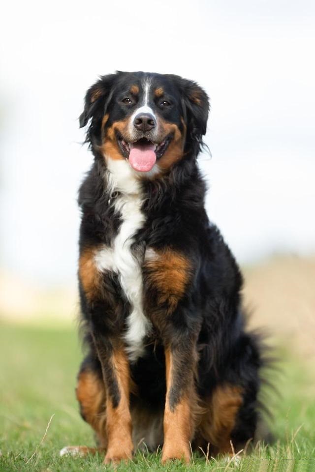 原创我国最稀有的野性十足的大型猛犬昆仑山脉犬不应被国人遗忘